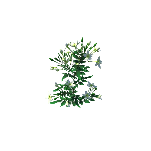 flower Jasminum1